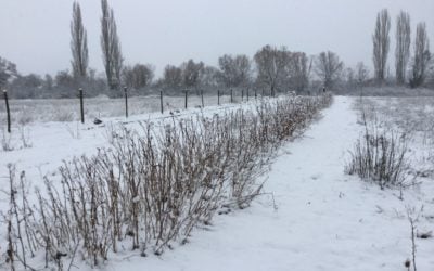 Nieve en nuestros huertos